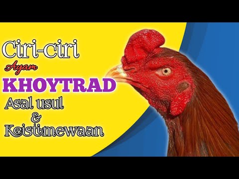 Video Tarung Ayam Khoytrad