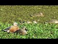 Spatula platalea -Red Shoveler - Pato Cuchara -Marreca-colhereira