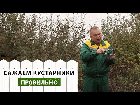 Как правильно сажать кустарники на даче