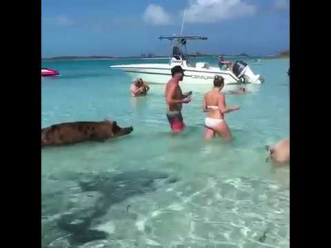 Видео: Свински остров на Бахамите