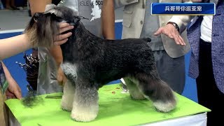 2017五星全犬种冠军赛第一天 专家现场宠物美容上演宠物时尚秀