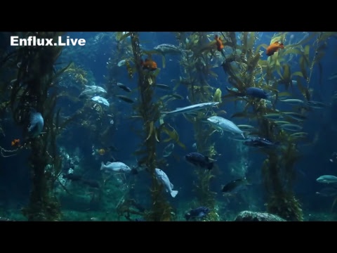 lofi hip hop radio aquarium 24/7 - beats to work/study/chill