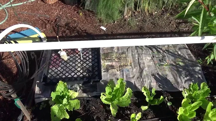 Planting Garlic through newspaper with a spoon