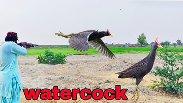 Watercock Hunting | Wetland Bird Hunt Adventure 🦆🌾