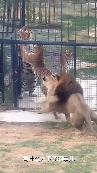 Tiger and lion fight, their respective families