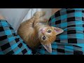 Cute Reaction of a Kitten Caught Playing around