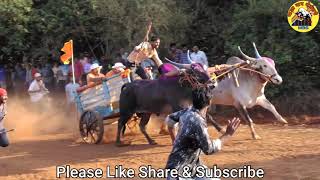 || aggressive Bulls in Bullock cart race at Mannur patta || Maza Baap Shetkari || ??