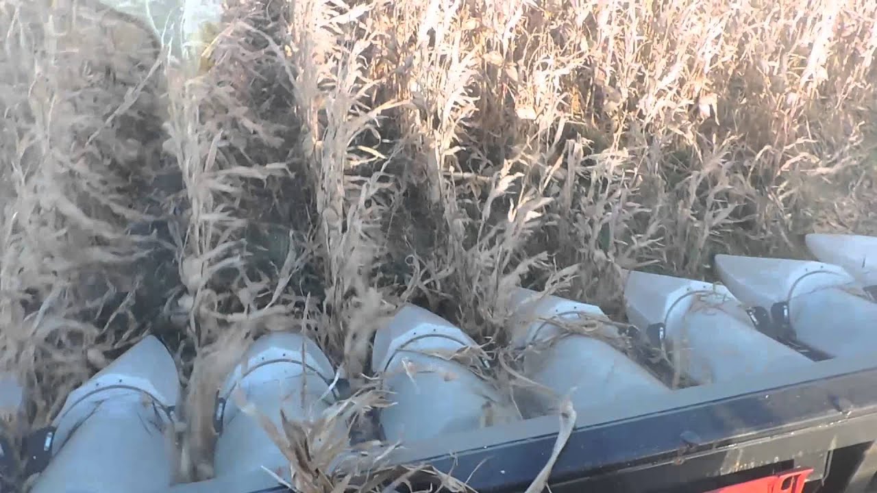 Harvestec 6308C in Down Corn Conditions