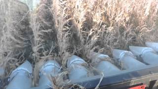 Harvestec 6308C in Down Corn Conditions