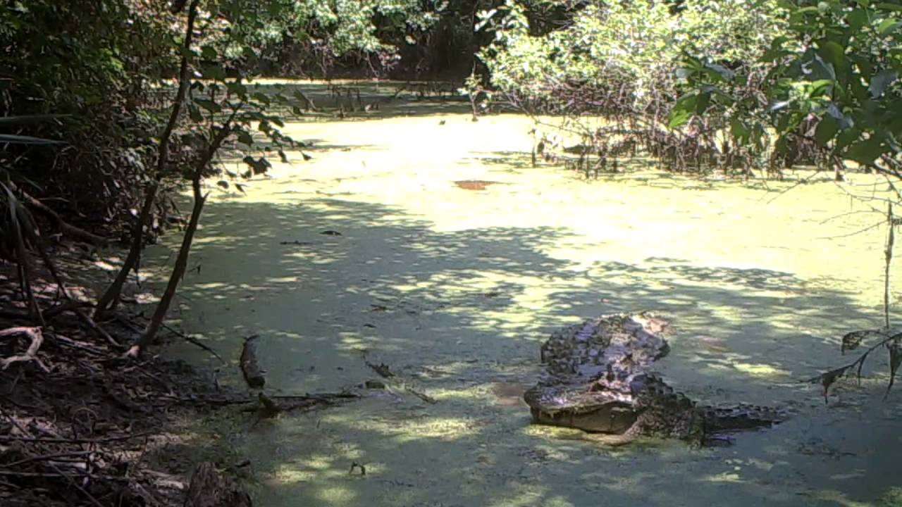 Alligator mating while nesting and male nest attendance Katy, TX YouTube