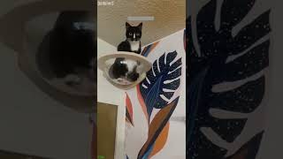 Gym Cat reacts to mirror - Funny Shorts 🌟 Star Cat!