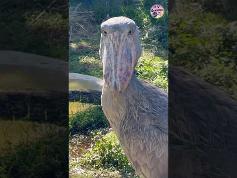 shoebill stork bird