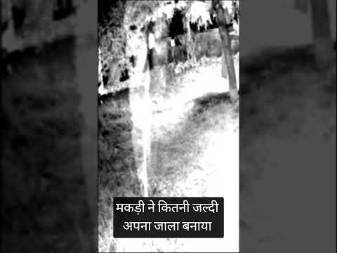 मकड़ी ने कितनी जल्दी अपना जाला बनाया #ytshorts #motivation #experiements