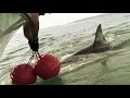 Ocearch top 10 memorable moment 9  tagging white shark success