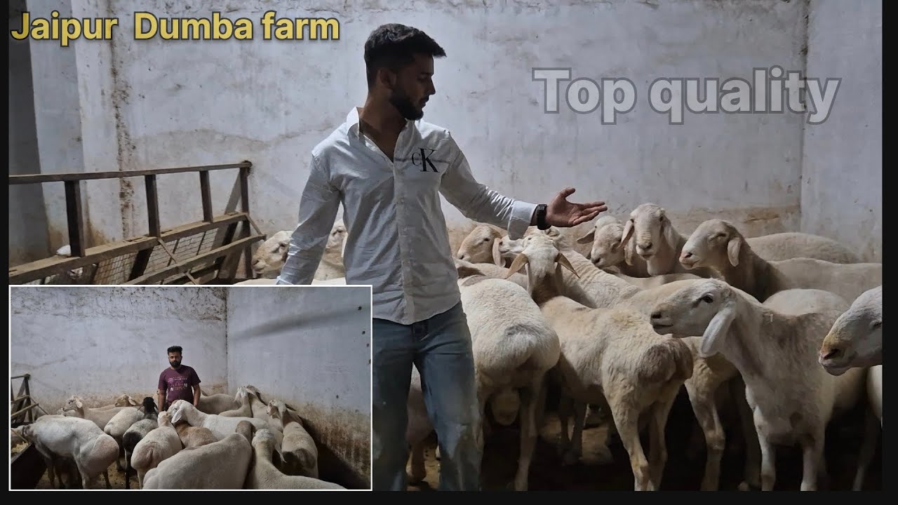 Jaipur dumba farm || quality dumba || live update || original turkey  dumba