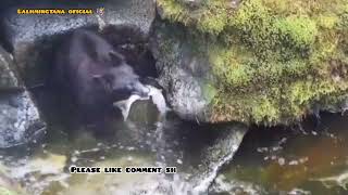 Savawm Sangha Man Lai La Hmu Lo Tan A Man Thiam Khawp Mai....