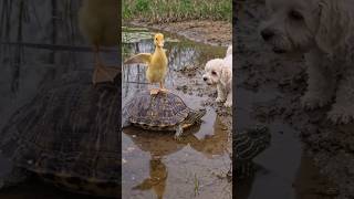 Duck + Turtle + Puppy = Pure Happiness 🐶