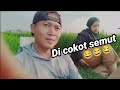 Berdua di sawah setelah matun suket juwawut || frita di entop semut😂😂