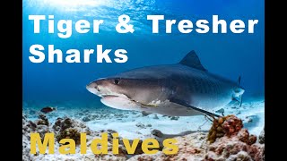 Fuvahmulah, Maldives - a unique scuba diving experience || tiger sharks & tresher sharks