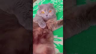 #cat #lovepets #videoviral #aladim #funny #cachorro #brasil #pets #gato #gratidão