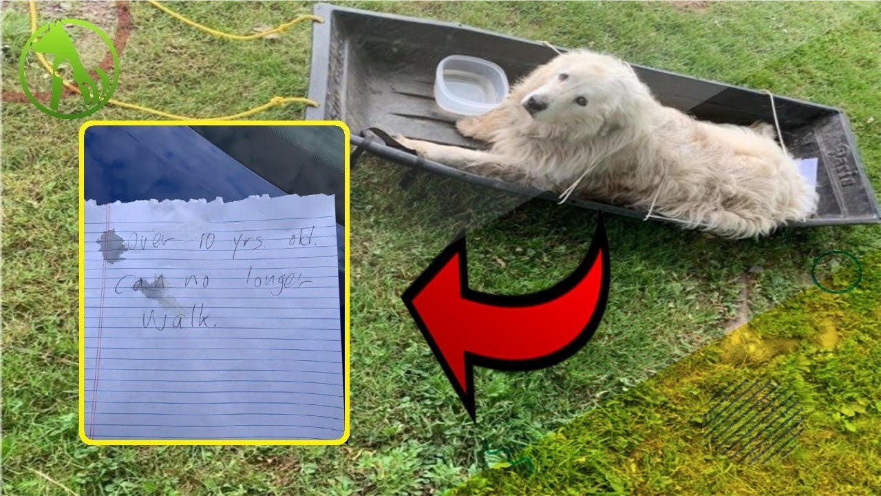 Dog is left tied to a sled with a note saying, “I can’t walk anymore ...