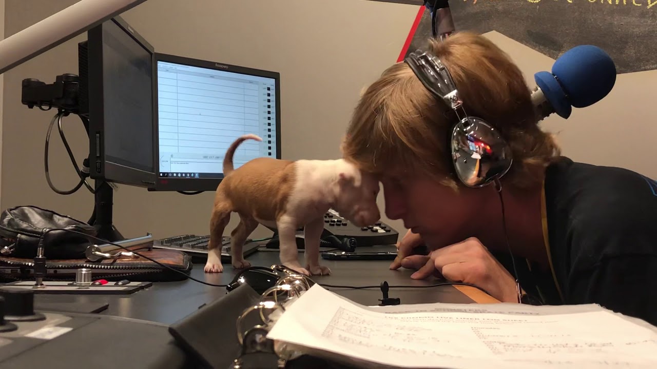 Animal House YouTube