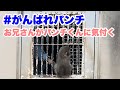 飼育員のお兄さんがパンチくんに気付く(The zookeeper noticed Punch.) 2026.03.13 市川市動植物園