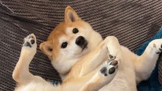 Shiba Inu Shiba Inu Shiba Inu