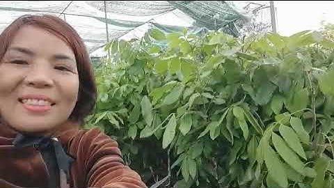 [2022] Nhãn Siêu Ngọt - ĐH Nông Nghiệp 1|Hương Miên - Cung Cấp Giống Cây Trên Toàn Quốc