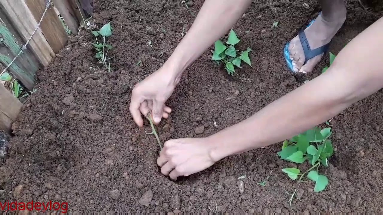 Quando Plantar Batata Doce Em Portugal