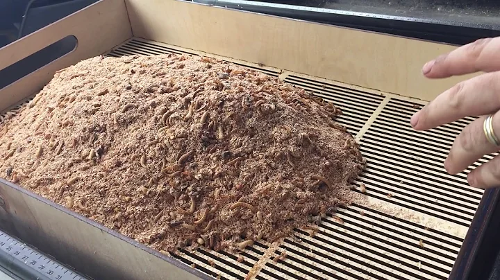 16x24 Mealworm Pupae Sifting Tray in Action