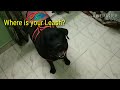 Black Labrador | Funny reaction before going for walk | INDIAN DOGS | ONLY PET LOVER