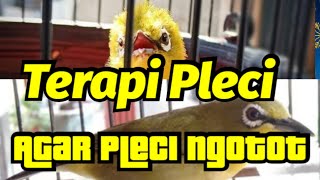 Terbukti Ngotot, Terapi Pleci Paling Jitu