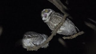 Call of Spotted owlet Spotted owlet (Athene brama)