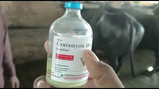 veterinary Doctor buffalo treatment with Gentamycin 10% injection at farm