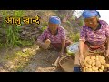Digging potatoes by mom    potato harvesting in village