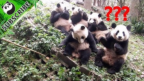【Panda Top3】So near yet so far! Panda just cannot find her cake!