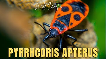 The firebug (Pyrrhocoris apterus)
