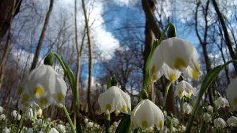 Spring flowers, testing Edelkrone slider One V2 with macro focused action camera