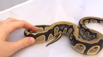 Ball Python Morphs: Dinker Update (Nontle)