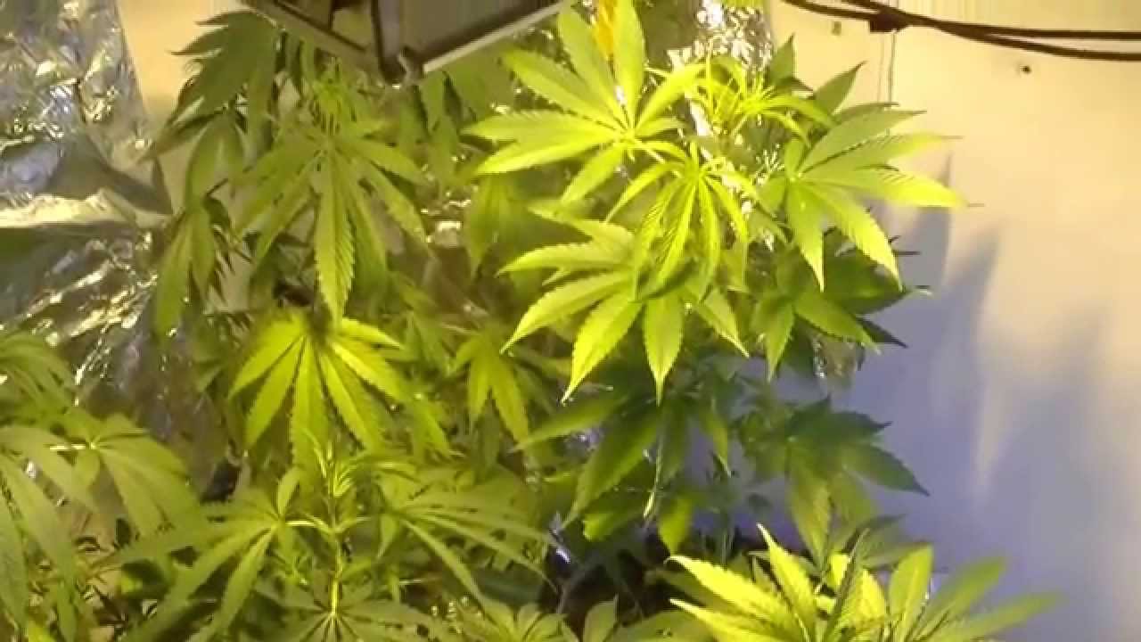 Como Plantar Maconha em Casa 4