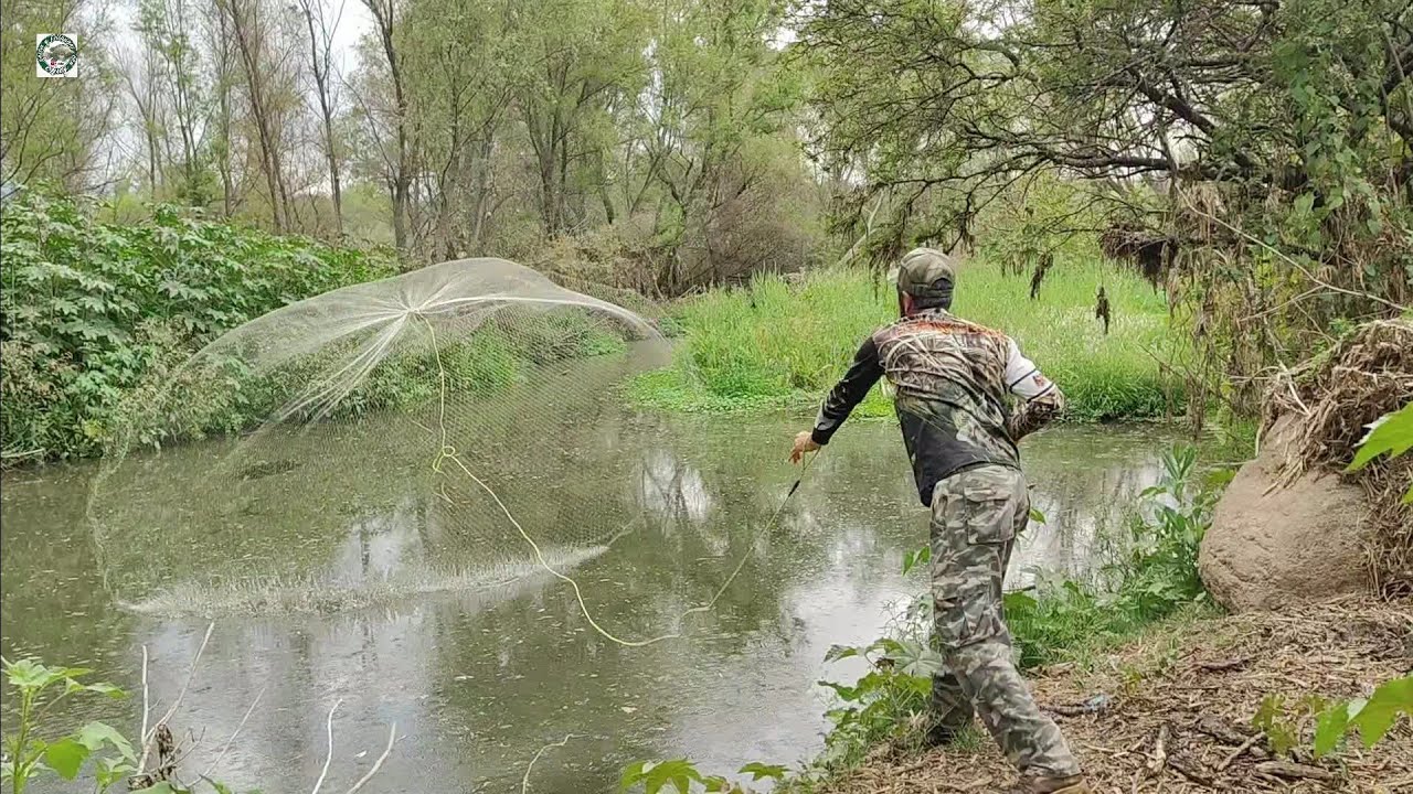 Charcos de manantial repletos de tilapias muy grandes en el rio de agua cristalina