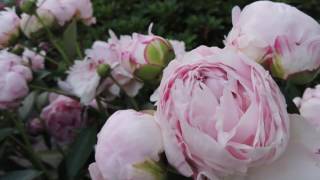 Beautiful Peonies, Spring Flowers of My Garden & Relaxing Music 3