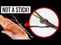 25+ Extreme Bugs You Can Look, but Don't Touch