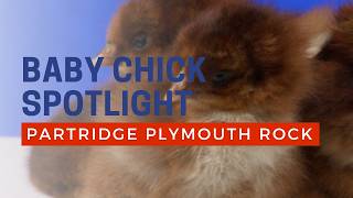 Partridge Plymouth Rock Chicken Breed