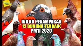 PENAMPAKAN 12 BURUNG TERBAIK PMTI 2020