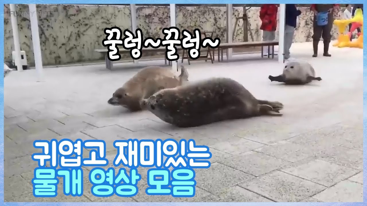 귀엽고 재미있는 물개 영상 모음 - YouTube