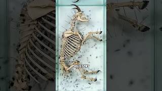 Tiny beetles clean entire skeletons… leaving every bone perfectly intact