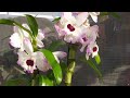 Хорошее удобрение для орхидей.Японское удобрение.Как реанимировать орхидею. Новая орхидея.