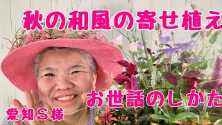 秋の華やか和風の寄せ植え/プランツギャザリングお世話のしかた愛知県Ｓ様ありがとうございます